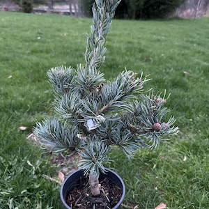 May include: A small, potted pine tree with blue-green needles. The tree is in a black plastic pot and sits on a grassy lawn. The tree has a central trunk and multiple branches with small pine cones.