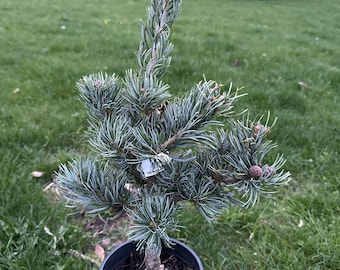 Pinus Leucodermis - Bosnian Pine 6 to 10 Inches Tall - Live Plant -  Excellent Species for Bonsai, Grown With Air Pruned Roots for Good Form -  Etsy