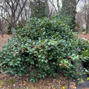 Ilex opaca &#39;Clarendon Spreading&#39; - Dwarf American Holly - Live Plant - 12” Tall - 1 Gallon Pot