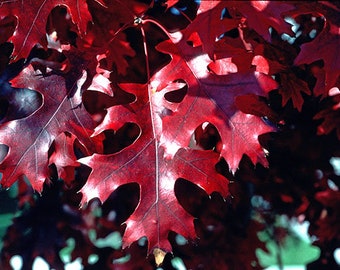 Quercus coccinea - Scarlet Oak - Live Plant - 2 Gallon Pot