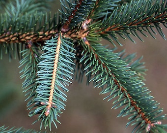 Picea asperata - Dragon Spruce - 18" Tall - 2 Gallon Pot