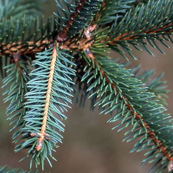 Picea asperata - Dragon Spruce - 18" Tall - 2 Gallon Pot