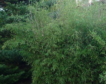 Fargesia sp. 'Jiuzhaigou' IV - Black Cherry Bamboo - Live Plant - 1 Gallon Pot Size - Non Invasive!
