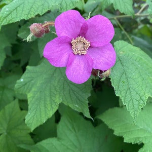 May include: A close-up of a vibrant purple flower with five petals and a textured, golden-brown center. The flower is surrounded by large, green, textured leaves. A small, unopened bud is visible to the left of the flower.