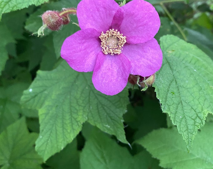 Purple Flowering Raspberry Tree This item is unavailable - Etsy