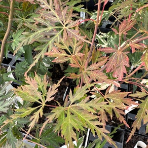 May include: Close-up of a Japanese maple tree with green and reddish-brown leaves. The leaves have a distinctive palmate shape with deeply lobed edges. The tree is in a black plastic container, suggesting it is a potted plant.