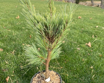 Pinus x schwerinii ‘Wiethorst’ - Live Plant - 18” Tall - 1 Gallon Pot