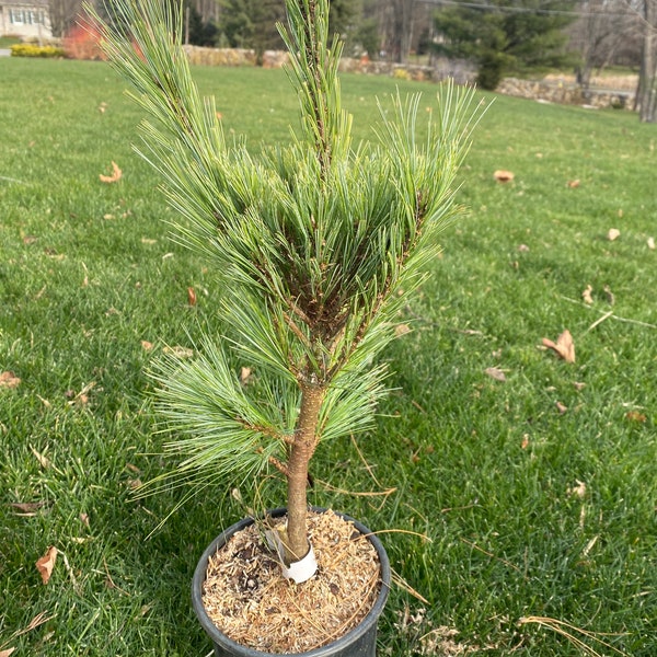 Pinus x schwerinii ‘Wiethorst’ - Live Plant - 18” Tall - 1 Gallon Pot