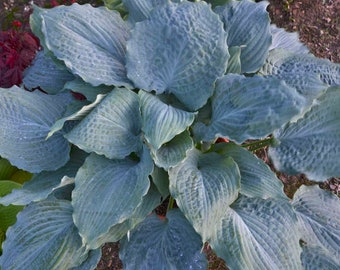 Hosta 'Diamond Lake' 3" Pot Size Starter Plant