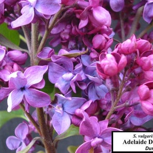 May include: Close-up of a lilac bush with purple and pink flowers. The flowers are in bloom and have a delicate fragrance. The bush is a Syringa vulgaris variety called Adelaide Dunbar, which was introduced in 1916.