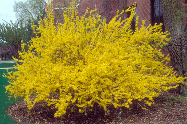 Northern Gold Forsythia Shrub Live Plant Forsythia x intermedia 1 Gallon Pot image 4