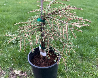 Larix kaempferi 'Peve Tunis' - Japanese Larch - 10" Tall - 1 Gallon Pot