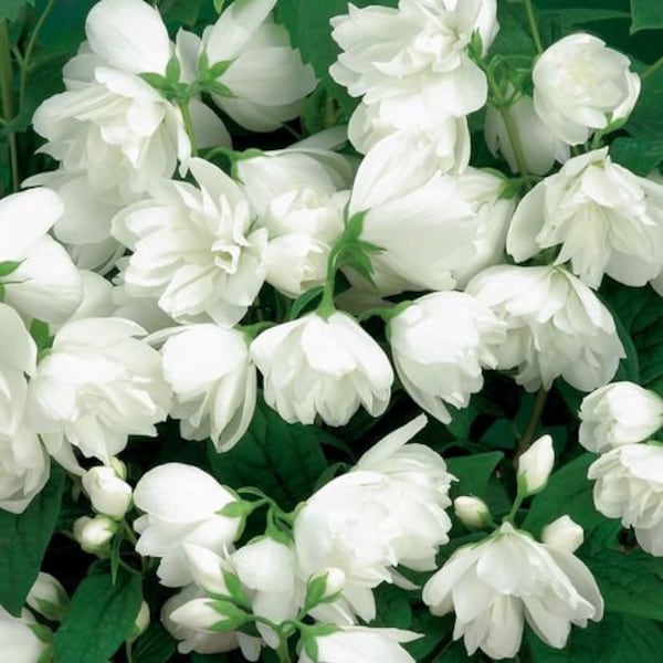 Philadelphus virginalis 'Snowbelle' - Fragrant Mockorange - 4" Pot Size Plant