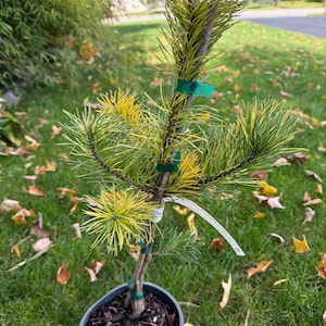 Pinus contorta &#39;Splashes&#39; - Lodgepole Pine - 12&quot; Tall - 1 Gallon Pot