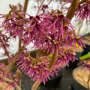 May include: Close-up of a flowering plant with delicate, spidery, amethyst-colored blooms. The flowers are clustered on brown branches, with a few buds visible. The word "Amethyst" is written in white script at the bottom right.