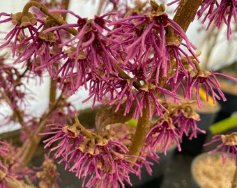 Hamamelis vernalis 'Amethyst' Witch Hazel - Live Plant - 12” Tall - 1 Gallon Pot