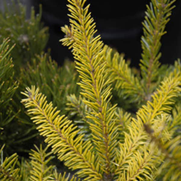 Picea omorika 'Aurea' - Serbian Spruce - 12" Tall - 1 Gallon Pot