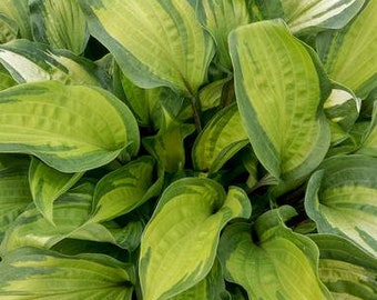 Hosta 'Island Breeze' 3” Pot Size Starter Plant