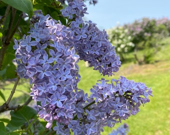 Syringa vulgaris 'President Lincoln' Lilac - Blue Flowering Lilac - Live Plant - 4" Pot Size