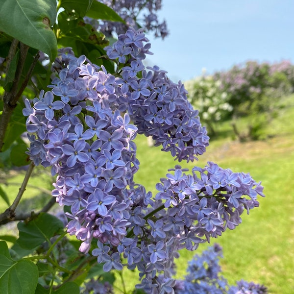 Syringa vulgaris 'President Lincoln' Lilac - Blue Flowering Lilac - Live Plant - 4" Pot Size