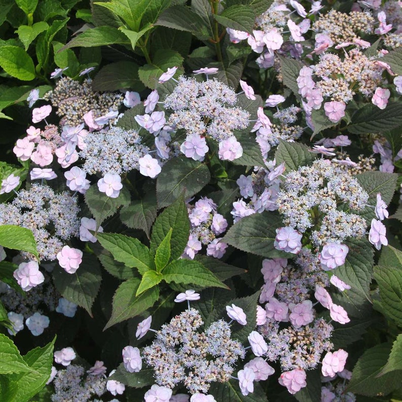 Hydrangea serrata Tiny TUFF STUFF™ 4 Pot Size Mountain Hydrangea image 1