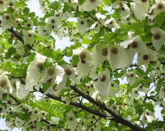 Davidia involucrata - Dove Tree - 12" Tall - Ships Bare Root - Ships Spring 2024