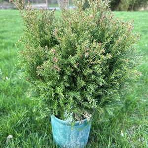 May include: A small green potted evergreen tree with thin, needle-like leaves. The tree is in a green plastic pot and is sitting on a bed of green grass.