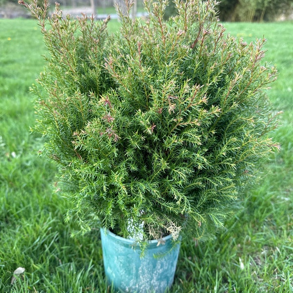 Thuja occidentalis 'Sherwood Moss' - Dwarf Arborvitae - 1 Gallon Pot