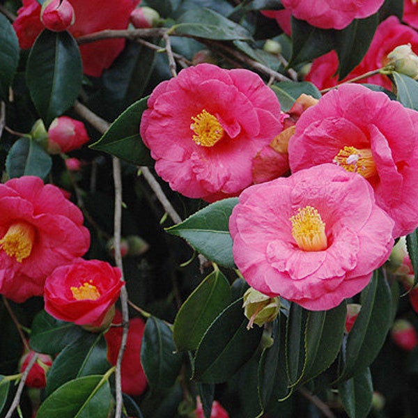 Camellia Sinensis - Etsy