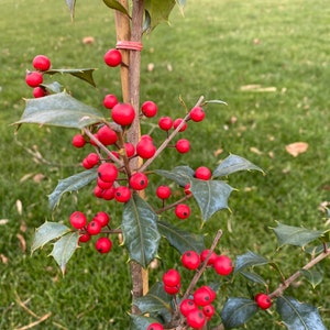 Ilex opaca &#39;Vera&#39; - Female American Holly - Live Plant - Quart Pot