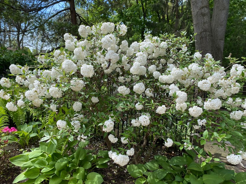 Korean Spice Viburnum Viburnum carlesii 1 Gallon Pot image 4