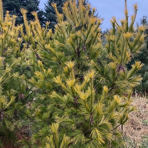 Pinus strobus 'Louie' Live Plant 18 Tall 1 Gallon Pot image 1