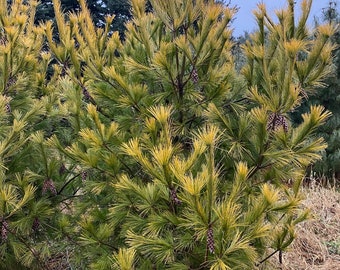 Pinus strobus 'Louie' - Live Plant - 18” Tall - 1 Gallon Pot