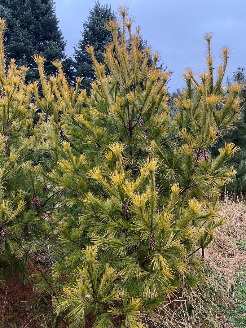 Pinus strobus 'Louie' Live Plant 18 Tall 1 Gallon Pot image 1