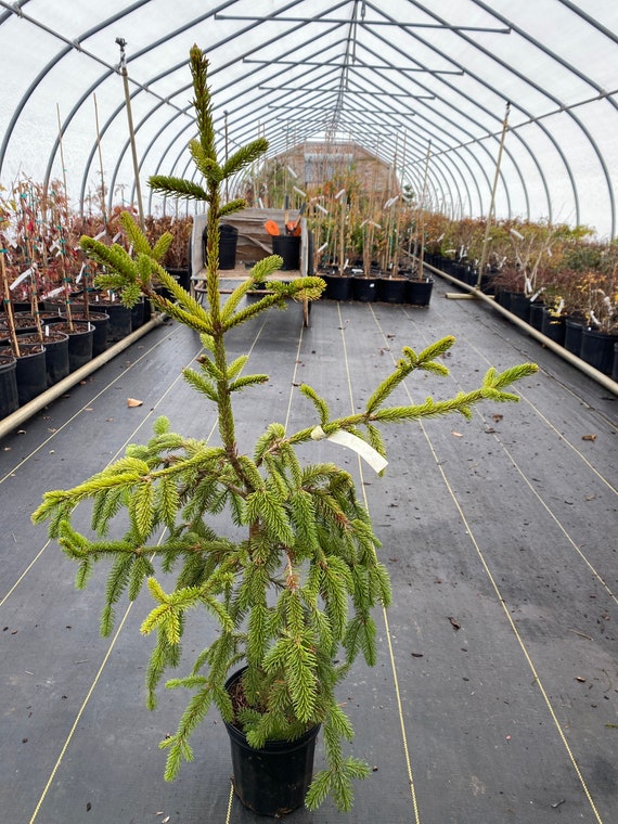 Picea Abies 'pendula' - Weeping Norway Spruce - Live Plant - 18
