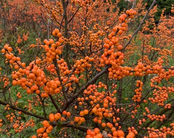 Ilex verticillata 'Winter Gold' - Acebo de invierno de fruto naranja - Planta viva en maceta de 10 cm