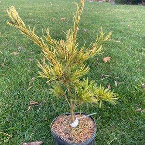 Pinus parviflora 'Ogon Janome' - Live Plant - 12” Tall - 1 Gallon Pot