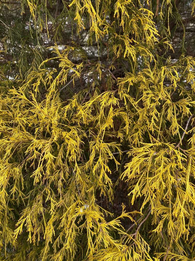 Chamaecyparis pisifera 'Filifera Aurea' Gold Thread Cypress Shrub 1 Gallon Pot image 2