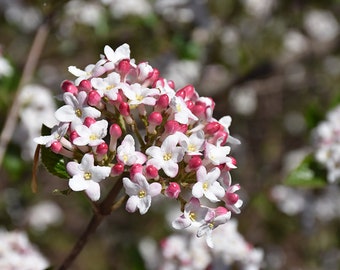 Viburnum × burkwoodii 'Mohawk' - Burkwood Viburnum - 1 Gallon Pot