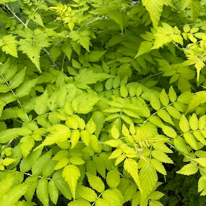 Rubus cockburnianus Golden Vale Yellow Leaf Ghost Bramble 1 Gallon Pot 18 Tall image 2