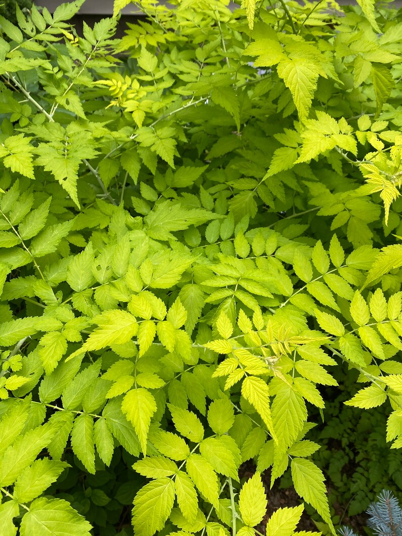 Rubus cockburnianus Golden Vale Yellow Leaf Ghost Bramble 1 Gallon Pot 18 Tall image 2