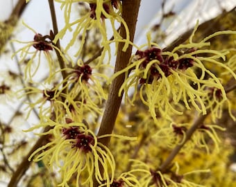 Hamamelis x intermedia 'Konrad Dierks' Witch Hazel - Live Plant - 10” Tall - 1 Year Graft