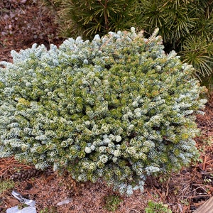May include: A close-up of a small, evergreen conifer tree with blue-green needles. The tree is growing in a garden setting with brown pine needles on the ground.