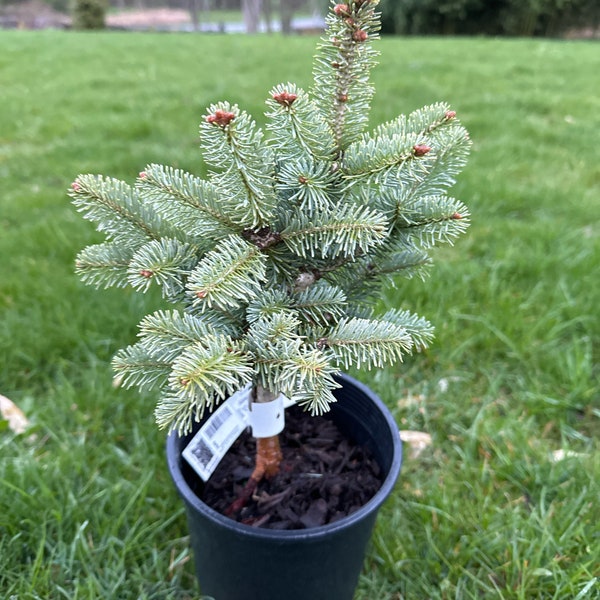 Abies lasiocarpa arizonica 'Glauca Compacta' - 10" Tall - 1 Gallon Pot