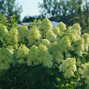 Limelight Prime Hydrangea paniculata - Panicle Hydrangea - 4" Pot Size Plant