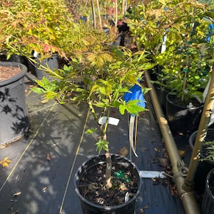 May include: A young Japanese maple tree with delicate, palmate leaves in shades of green and bronze, planted in a black plastic nursery pot. The tree features a slender, upright trunk and a blue plastic tag attached to one of its branches.