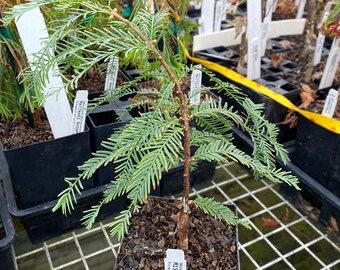 Metasequoia glyptostroboides 'Miss Grace' - Dawn Redwood Tree - 8” Tall - 1 Year Graft