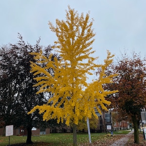 Ginkgo biloba &#39;Elmwood&#39; - Columnar Male Ginkgo Tree - Live Plant - 12” Tall - Own Root