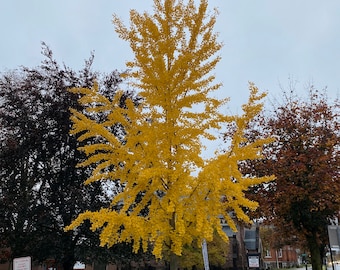 Ginkgo biloba 'Elmwood' - Columnar Male Ginkgo Tree - Live Plant - 12” Tall - Own Root