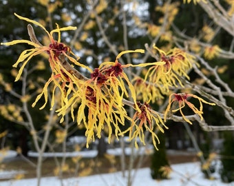 Hamamelis x intermedia 'Barbara' Witch Hazel - Live Plant - 18” Tall - Ships Bare Root